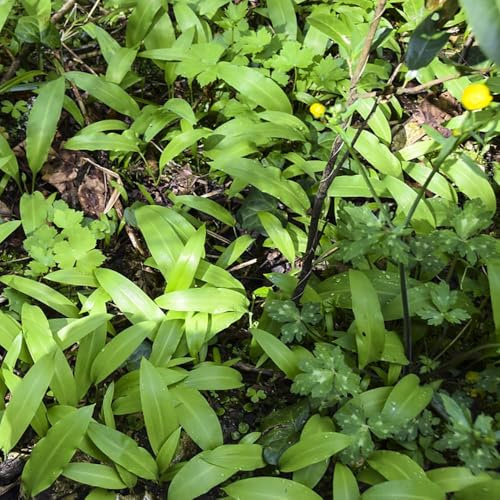 500 piezas semillas de ajo silvestre organicas Semillas de hortalizas en camas elevadas para jardín exóticas resistentes al aire libre balcón
