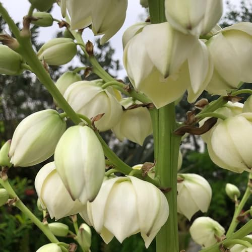 Semi di Yucca Filamentosa, semi di esotiche giardino semi di farfalle biologici decorazione da giardino per esterni da balcone 35pcs
