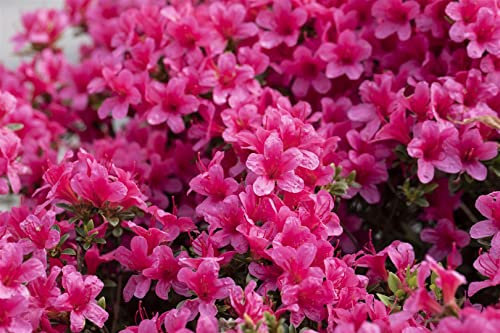 Rhododendron obtusum 'Michiko' 15–20 cm – Winterhart, Immergrün, Pflegeleicht – Japanische Azalee – Zierstrauch für Garten & Kübel