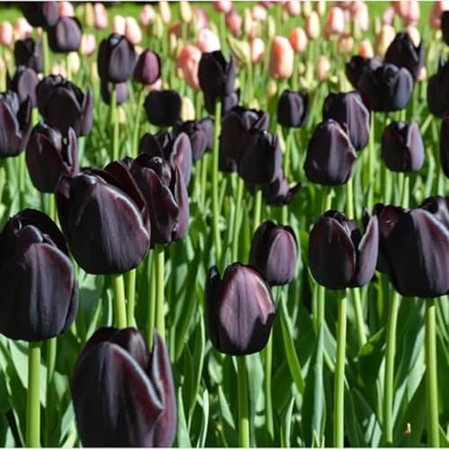 Tulpen Mix,Winterharte Mehrjährig,Heimdekoration,tulpen kaufen,Verschönern die umwelt,Gartenschätze,Starke Anpassungsfähigkeit.-4rhizome-E