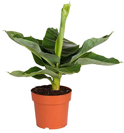 Pflanzen Kölle Banana enano, musa acuminata 'Dwarf Cavendish', altura total aprox. 55 cm