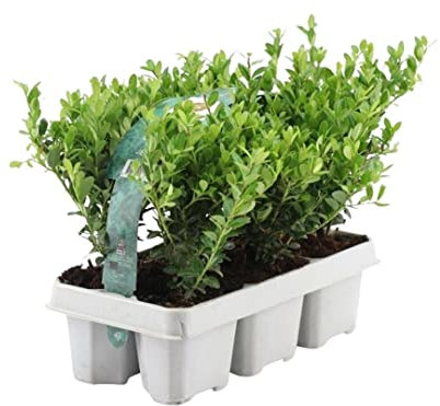 Plants by Frank – 6 Stechpalme Winterhart | Heckenpflanzen Winterhart | 6 x Ø7 cm - 15 cm Ilex crenata Jenny | Heckenpflanzen | Buchs ersatz | Buchsbaum ersatz