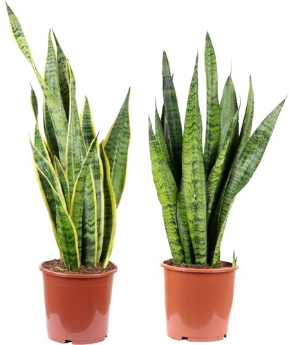 2 x båghampa, lättskötta inomhusväxter, 1 x Sansevieria zeylanica och 1 x Sansevieria trifasciata Laurentii – höjd ca 65 cm, kastrull? 17 cm