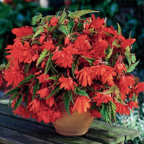 Begonia Orange Cascade - Tuberous Perennial - Summer Flowering Garden Bulbs - Live Trailing Plants for Hanging Baskets and Pots - UK Gardens (6 Bulbs)