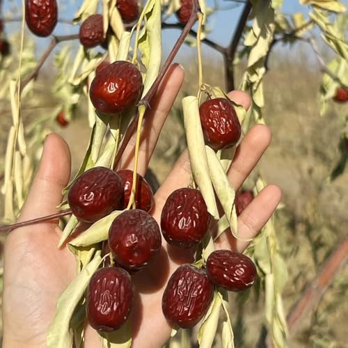 Semillas de azufaifo - semillas de para el jardín Semillas resistentes del dátil, verdes de balcón resistentes de jardín 120pcs