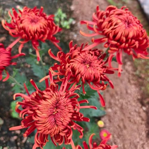crisantemi - d'appartamento purificatrici d'aria crisantemo primaverili, resistenti in vaso Decorazioni giardino per esterni ornamentali 200semi