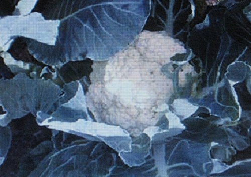 CAVOLFIORE apparente 500 SEMI DI AUTO BLANCHELARGE TESTA