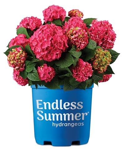 Endless Summer Hortensia Summer Crush Hortensia, 3,8 l, fleurs rose vif avec feuillage vert