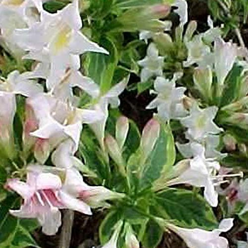 Weigela 'Nana Variegata'- Weigela florida 'Nana Variegata' 30-40 cm en conteneur