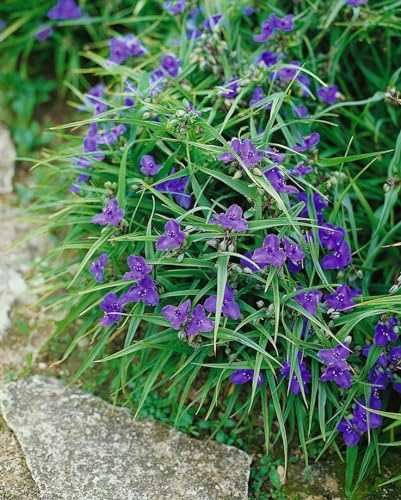 Tradescantia x andersoniana 'Bärbel' 9x9 cm Topf – Winterhart, Mehrjährig, Pflegeleicht – Dreimasterblume – Staude für Beet & Rabatte