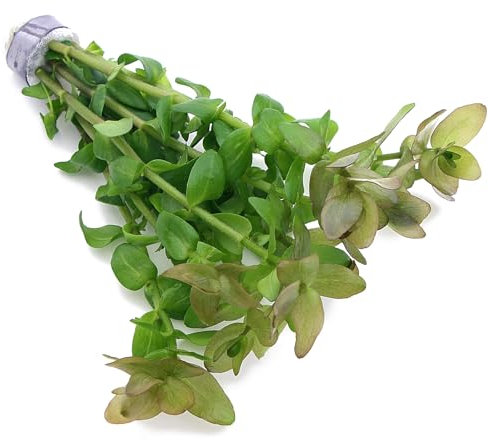 K2AQUA Bacopa Caroliniana Bunch Live Aquarium Plant for Freshwater Tropical Aquarium