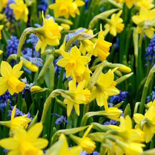 Green boutiQ - 25x Narcissus Tete-A-Tete - Narcisse Tête-à-tête - Jaune - Floraison printanière - Calibre 10/11