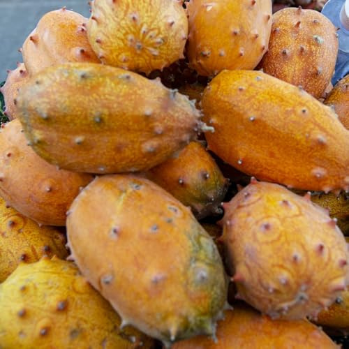 Kiwano - seltene Gurkensamen, Cucumis metuliferus, garten winterharte für balkon exotische 500Samen