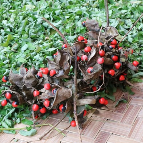 paternostererbsen - luftreinigende zimmerpflanzen winterharte balkon garten wohnzimmer deko, hängepflanze exotische winterhart 50samen