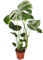 Monstera Deliciosa, 55-70cm, 14cm Topf, Zimmerpflanze für Wohnung und Büro, Qualität vom Pflanzen Profi, Schneller Pflanzenversand, Raumbegrünung