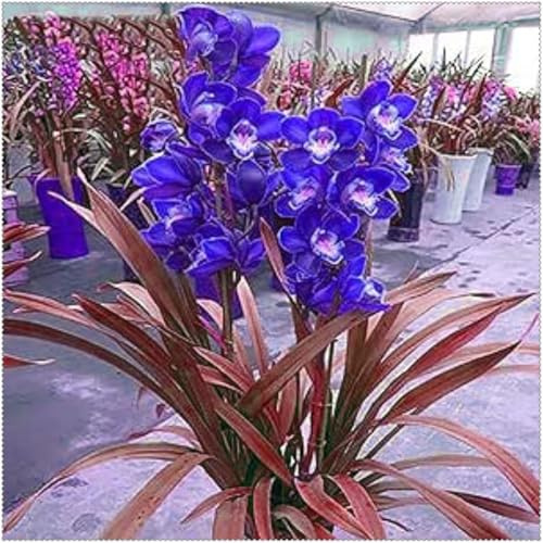 Cymbidium Orchid bulbi,Orchidea Del cymbidium,Ambiente paesaggistico,Decorazione del giardino,perenni,Cymbidium pianta(Non Fiori artificiali,senza semi)-3 bulbi-J