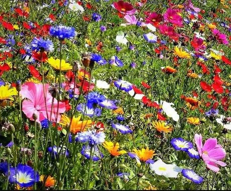 Miscuglio di Semi per Prato Fiorito, Confezione da 350 semi flowering meadow seeds