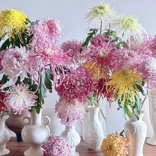 Chrysanthemen - pflanzensamen zimmerpflanzen wildblumensamen mehrjährig winterhart garten geschenke für gartenliebhaber herbst deko, 300Samen
