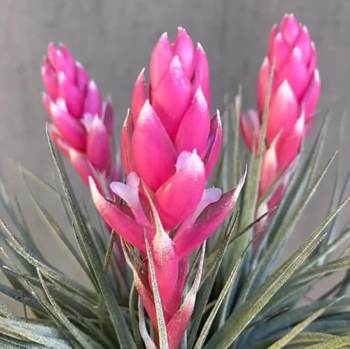Tillandsia Cotton Candy - DECOALIVE - Planta del Aire Natural - Especie muy Exclusiva