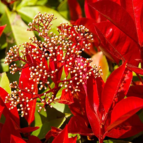 Rote Glanzmispel Red Robin - Photinia fraseri Red Robin roter Blattaustrieb 30-50 cm 3 Liter Topfballen
