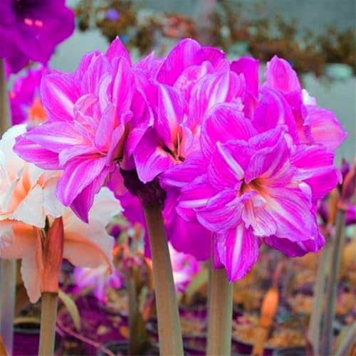 Blumenzwiebel Mix, Mysteriöse magische Glühbirne, Winterhart pflanzen, Mehrjährige Blumenzwiebel ist winterhart,Winterhart zwiebeln-1 Amaryllis Birne
