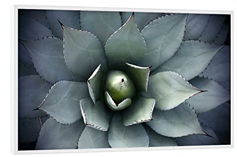 artboxONE Poster mit weißem Rahmen 90x60 cm Natur Agavenherz blau-grün - Bild Agave Agave Blatt