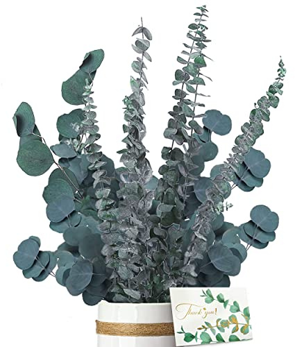 ZJTAPE Eukalyptus Getrocknet - Natürliche Trockenblumen, 2 Arten Eukalyptus Set Enthält Grußkarten, Eukalyptus Echt Ewig Haltbare Trockenblumen für Die Perfekte Hochzeit、Blumen Arrangements Heim Decor