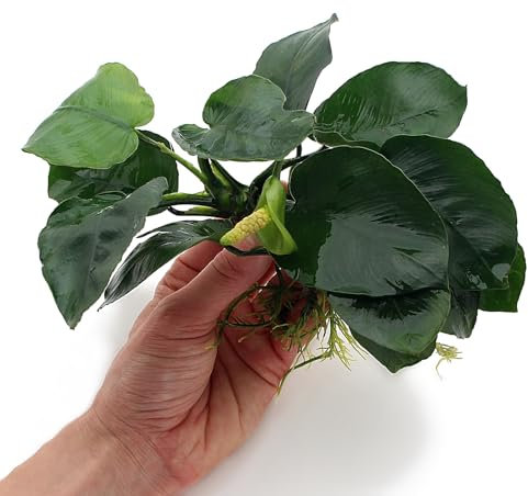 Anubias Barteri Live Aquarium Plants Aquascaping Fish Tank Plant k2aqua