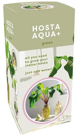 Jub - Kit Tout prêt Plante Hosta Aqua Verte