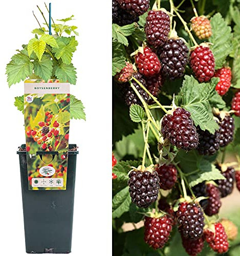 Boysenberry - Rubus Ursinus x idaeus | Hybrid Fruit Plant Bush | 30-50cm Potted