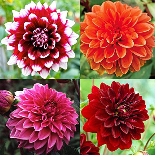 6 x Dahlia Decorative Mix Tubers - Summer Flowering - Lovely Reward All Through Summer- for Your Beautiful Garden…