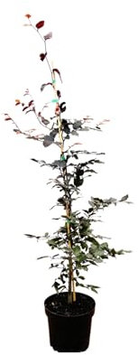 Fagus sylvatica 'Purpurea' 100–125 cm – Winterhart, Mehrjährig, Pflegeleicht – Blutbuche – Solitärbaum für Garten & Vorgarten