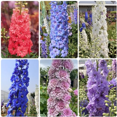 rittersporn, delphinium frühlingsblume, winterharte garten, blumendeko steingartenpflanzen 125samen