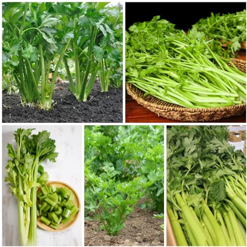 semillas de apio organicas resistentes para el jardín de apio, trepadoras resistentes, para 200pcs