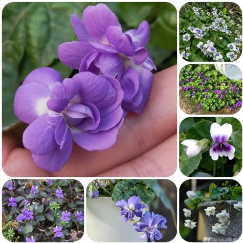 Semillas de violeta fragantes, resistentes para balcones viola odorata, cobertura del suelo, Las de jardín son perennes 50pcs
