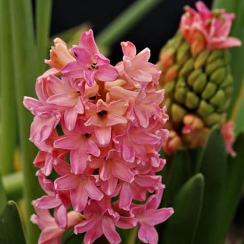 Hyacinth Bulbs for Planting,Hyacinth Tubers UK,Excellent Display Indoor Perennial Balcony Garden Bulbs,Hyacinth Bulbs Mix,Flowering Rhizome-2bulbs-A