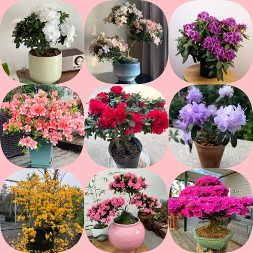 Semi di rododendro e azalea - resistenti esotico arbusti ornamentali resistenti organico semi di raro decorazioni da giardino per esterni per giardinieri arbusti 110pcs