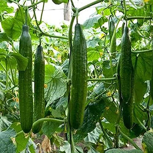 Roadoor 50 Semi di Cetriolo Lunghi in salamoia, nutrienti, ortaggi, Frutta, Giardino, Piante da Giardinaggio, Semi da piantare Ora Semi di Cetriolo