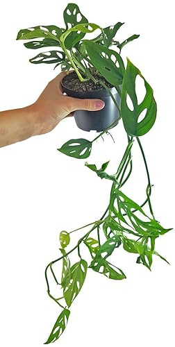 Planta de Adán Natural Monstera para Decorar y Purificar el Aire en Casa