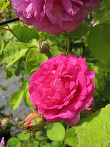 Rosa Seven Sisters - Kletterrose Seven Sisters