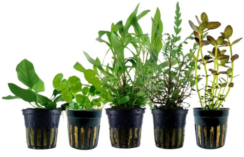 AquaOne Aquarium Pflanzen 5X Wasserpflanzen Einsteiger Aquarienpflanzen | Anubias Hydrocotyle Hygrophila Bacopa, Set mit 5 Aquariumpflanzen