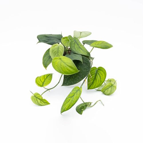 Vivai le Georgiche - Pianta vera di Pothos pictus Jade - Scindapsus pictus 'Jade' - - diametro vaso Ø 14 cm