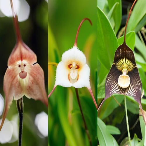 100 semi di orchidea con faccia di scimmia