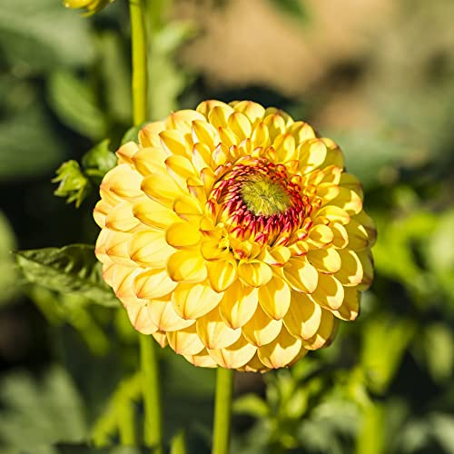 dalia di inizio semi di balcone interni esotici selvatici foglia perenne tagliati semi giardino 50pcs