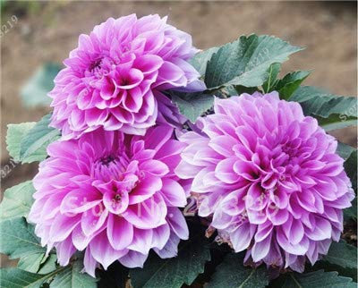 New 100/Bag Dinner Plate Rainbow Dahlia Seeds, Chinese Peony Bonsai Flower Seeds for Perennial Flowers Garden Planting