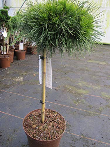 Pinus mugo Varella - Zwerg-Kugelkiefer Varella Stamm 40cm