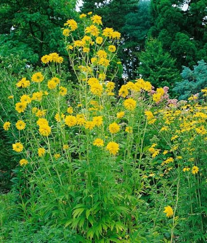 Rudbeckia laciniata 'Goldquelle' 9x9 cm Topf – Winterhart, Mehrjährig, Pflegeleicht – Gefüllter Sonnenhut – Staude für Beet & Rabatte