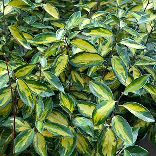 Wintergrüne Ölweide Limelight 60-80cm - Elaeagnus ebbingei - lebende Gartenpflanze aus den Baumschulen