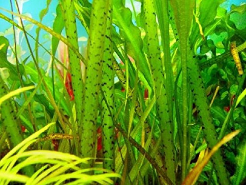 3 Bunde Vallisnerien, Vallisneria spiralis Tiger / Marmorierte Wasserschraube, Aquariumpflanze