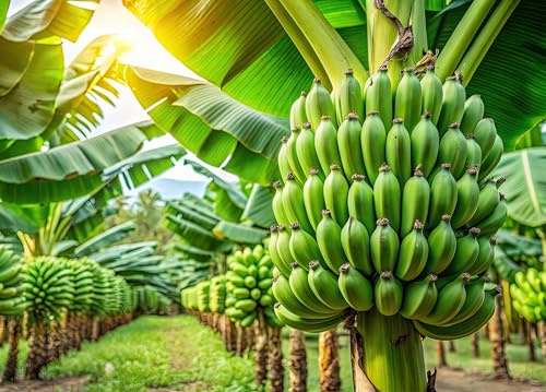 Banana Tree Seeds for Planting - 10 Seeds
